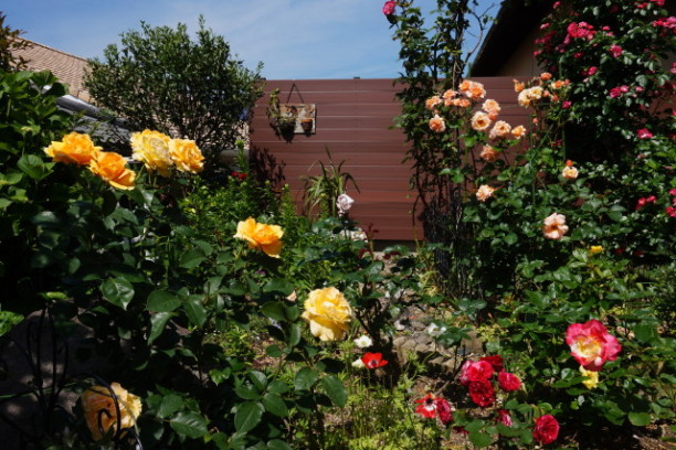 庭一面に咲いた色あざやかなバラ